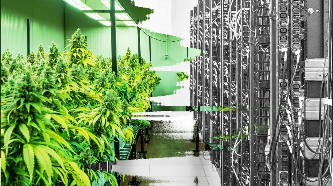 Del negocio del cannabis al auge de la IA: empresas quieren convertir sus plantas de cultivo en centros de datos
